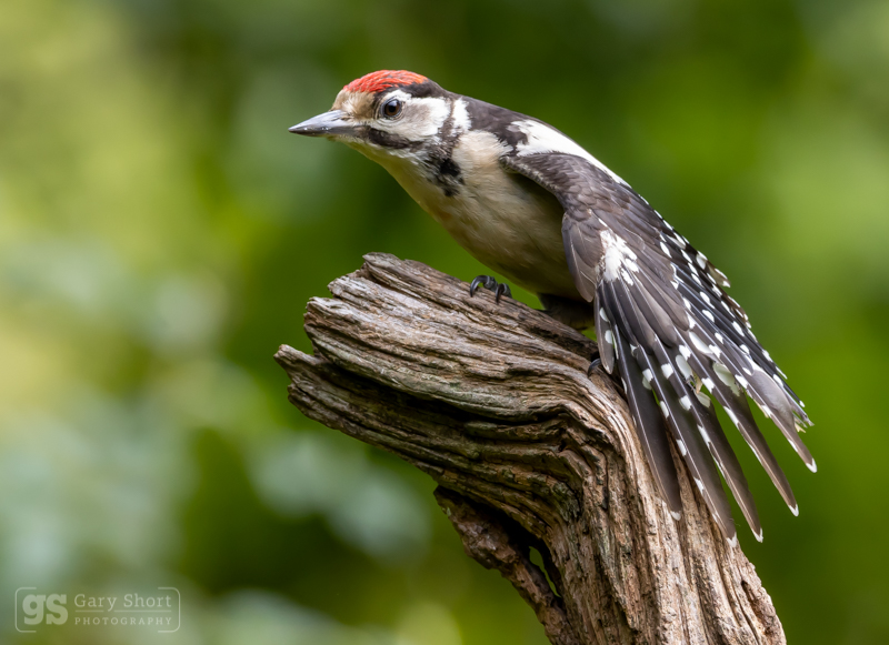 Great Spotted Woodpecker - Wildlife & Nature images