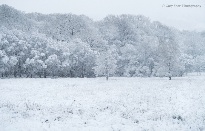 Winter trees - Snowdonia images