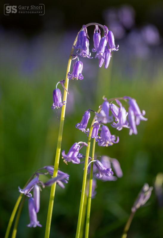 Bluebells - Wildlife & Nature images