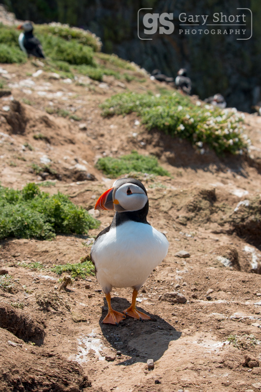 Puffin, Skomer Island - Skomer Island and Puffins