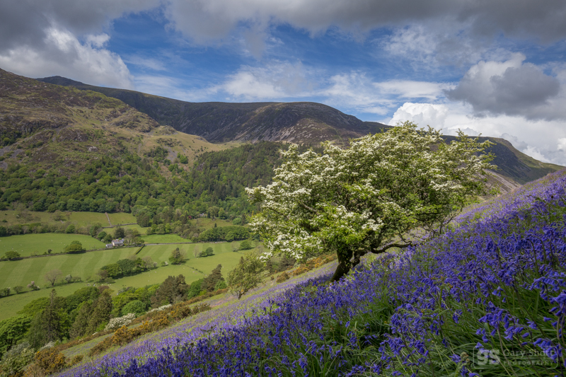 Spring blues, Cadair Idris - Cadair Idris