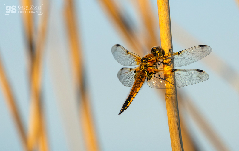 Four-spotted chaser dragonfly - Latest images