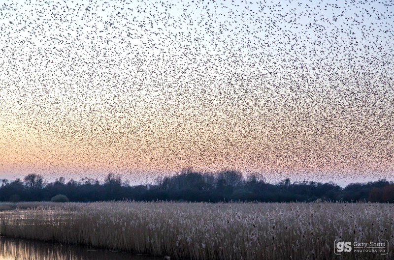 Starling Murmurations, Avalon Marshes_GS1130 - Latest images