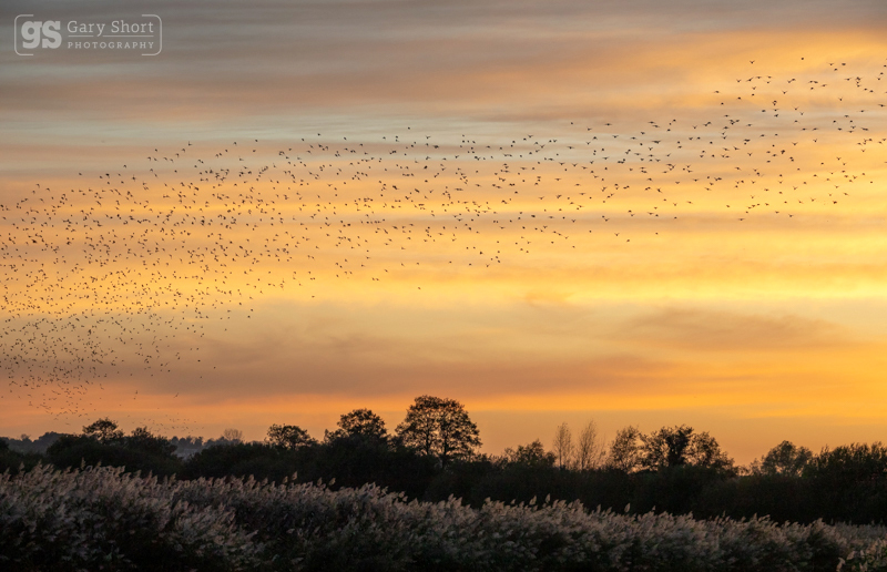 Murmurations at dusk, Avalon - Latest images