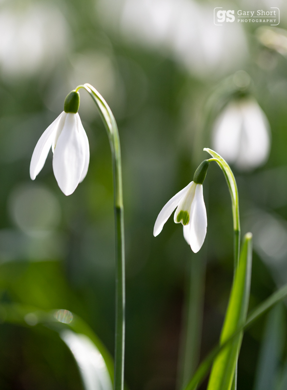Snowdrops - Wildlife & Nature images