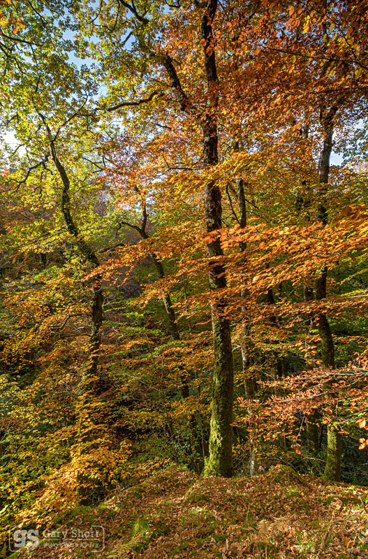 Autumnal colour, Snowdonia - Snowdonia images