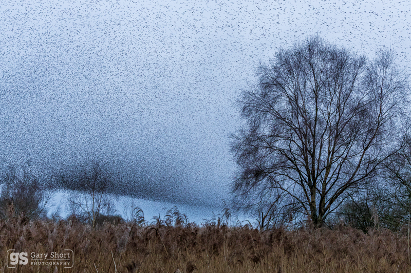Starling Murmurations, Avalon Marshes_GS1111 - Latest images