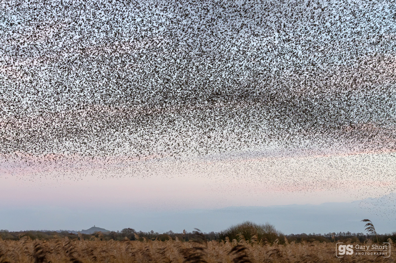 Starling Murmurations, Avalon Marshes_GS1100 - Latest images