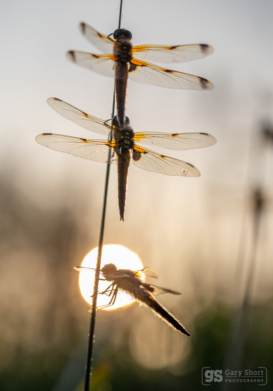 Four-spotted Chasers at sunrise - Latest images