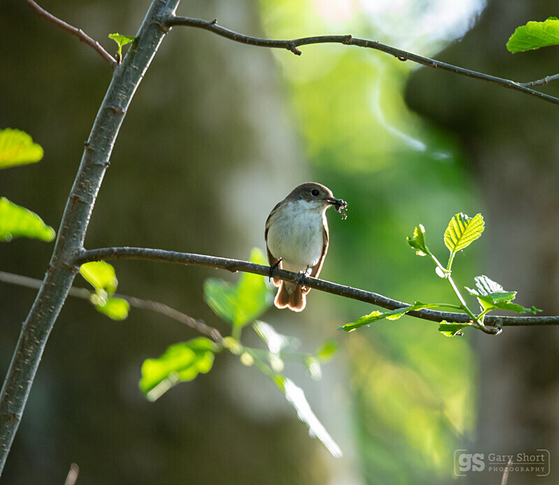 Pied Flycatcher, female - Wildlife & Nature images