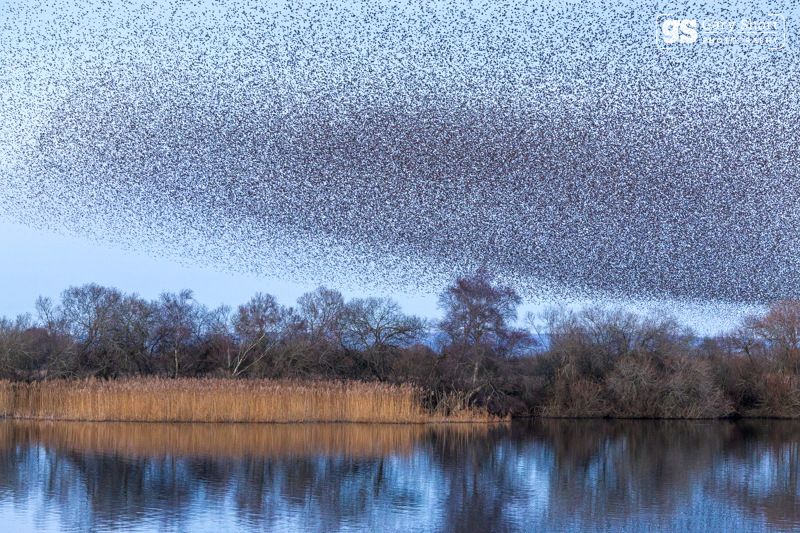 Starlings, Avalon Marshes_GS1096 - Latest images