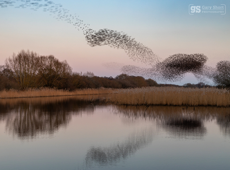Mirrored murmuration - Somerset Levels