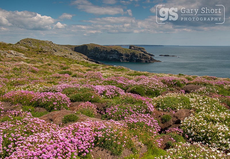 Thrift and Sea Campion, Skomer Island - Skomer Island and Puffins