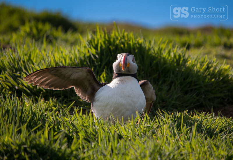 Puffin on Skomer Island - Skomer Island and Puffins
