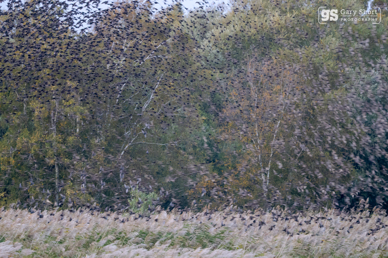 Starlings, Avalon Marshes_GS1091 - Latest images
