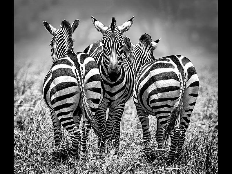 The Three Lookouts - Wildlife Photographs