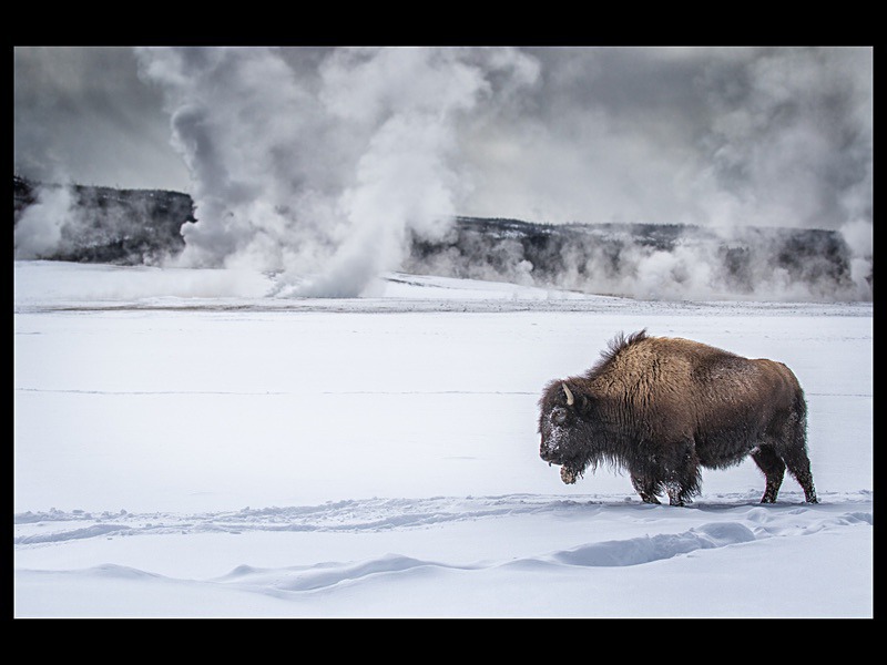 Bison in Yellowstone Park - Wildlife Photographs
