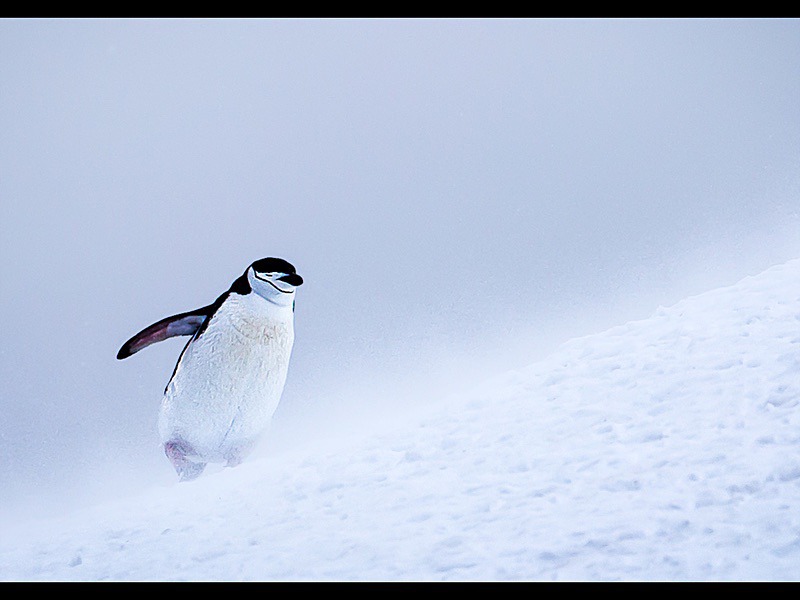 Chinstrap Penguin Struggling Uphill - Wildlife Photographs