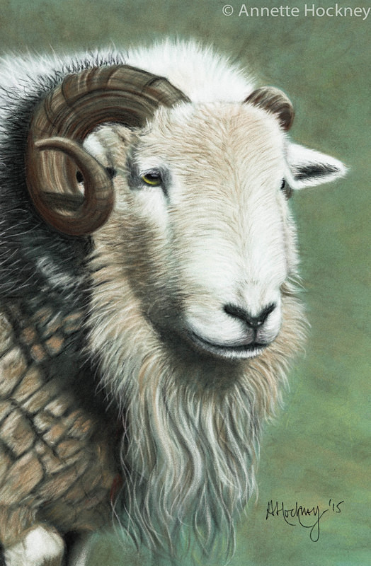 Josh the Herdwick Ram - Animal and People Portraits