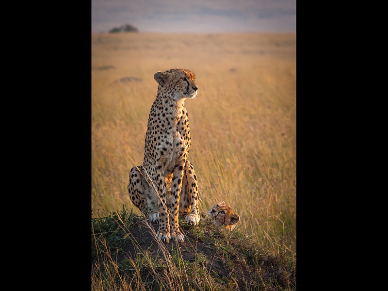 Cheetah with Cub - Wildlife Photographs