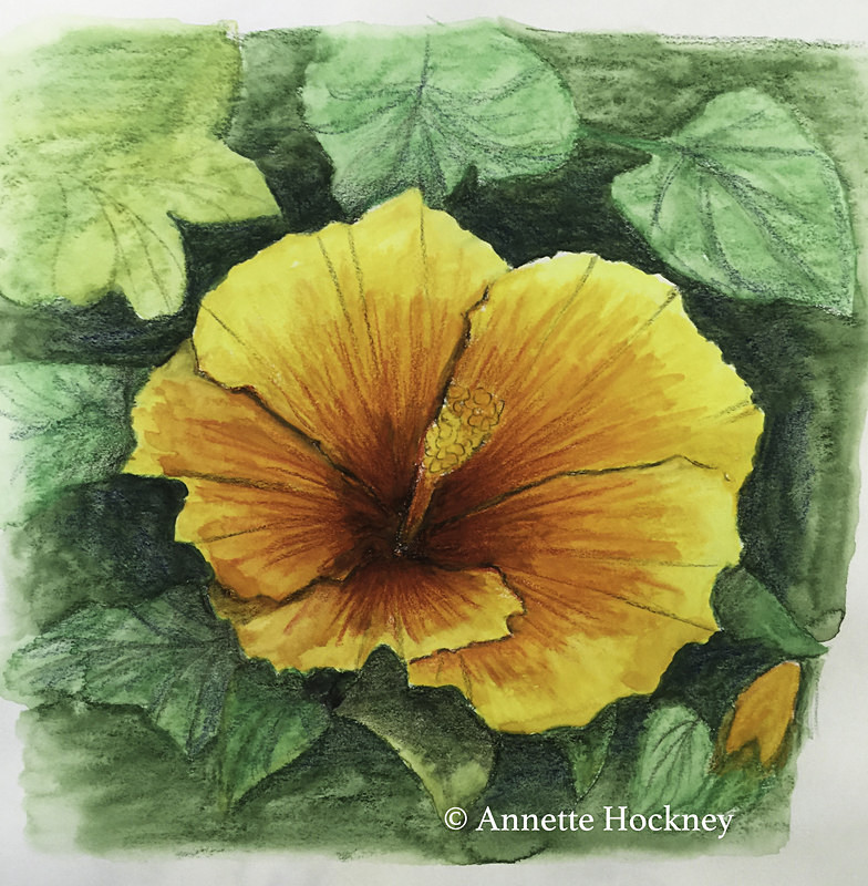 hibiscus - pictures using other media