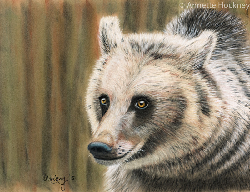 Eurasian Brown Bear - Animal and People Portraits