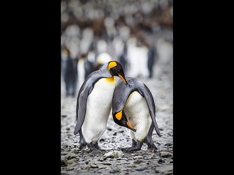 King Penguins Preening - Wildlife Photographs