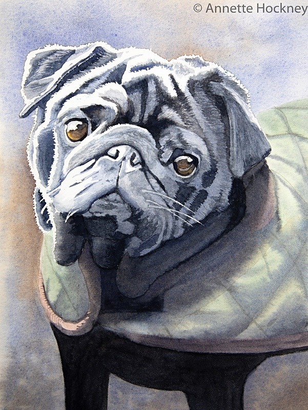 Frank the Pug - Animal and People Portraits
