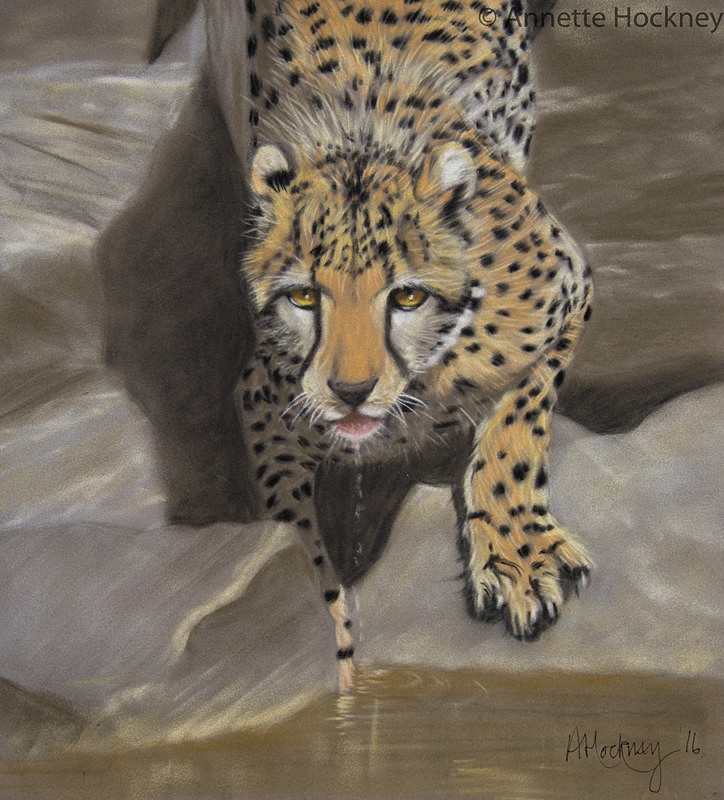 Cheetah Drinking - Animal and People Portraits