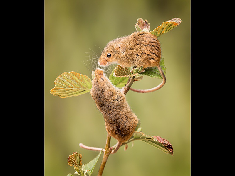 pair of harvest mice - Wildlife Photographs