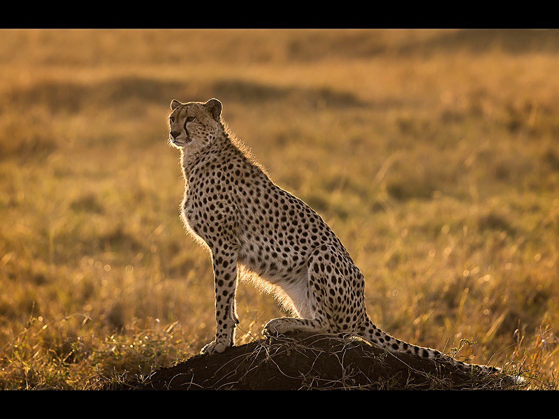 Cheetah in Morning Light - Wildlife Photographs
