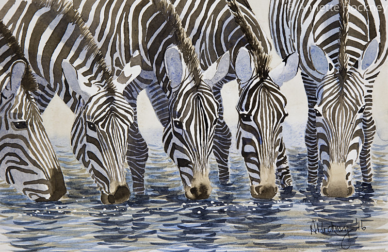 Zebras at the River - Animal and People Portraits