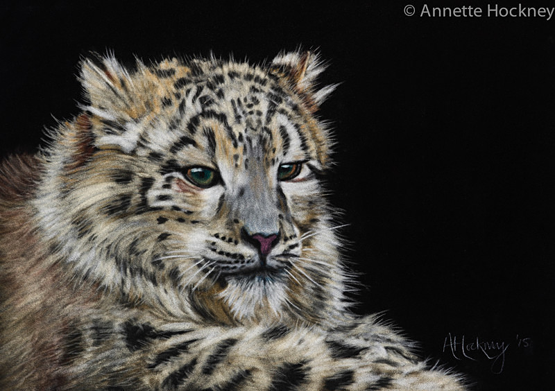 Snow Leopard cub - Animal and People Portraits