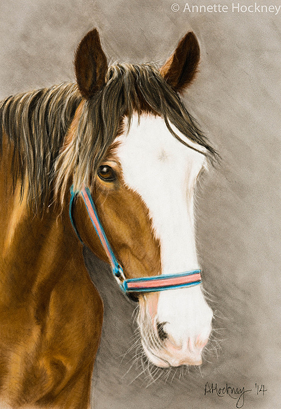 shire horse - Animal and People Portraits