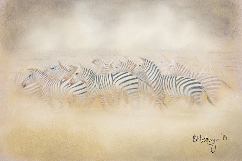 Migrating Zebras - Animal and People Portraits