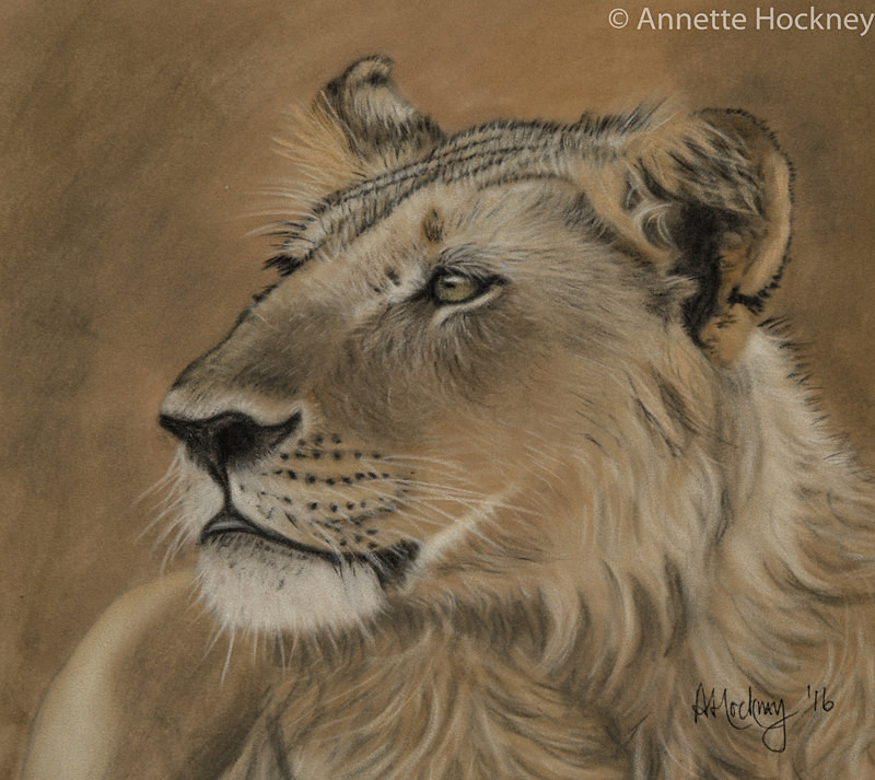 Young Male Lion - Animal and People Portraits