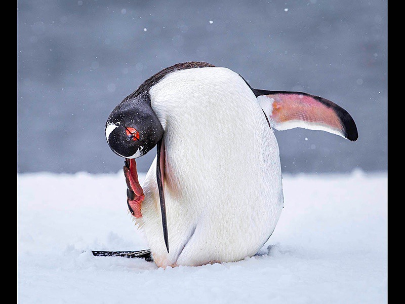 Gentoo Penguin Scratching an Itch - Wildlife Photographs