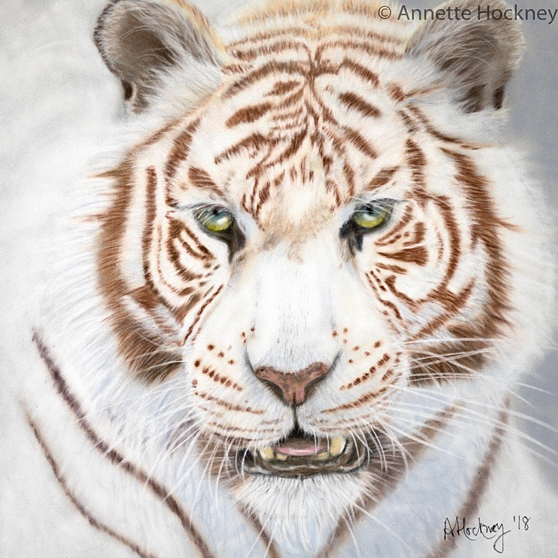 Narnia the White Bengal Tiger - Animal and People Portraits