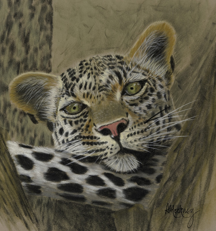 A leopard in a tree - Animal and People Portraits