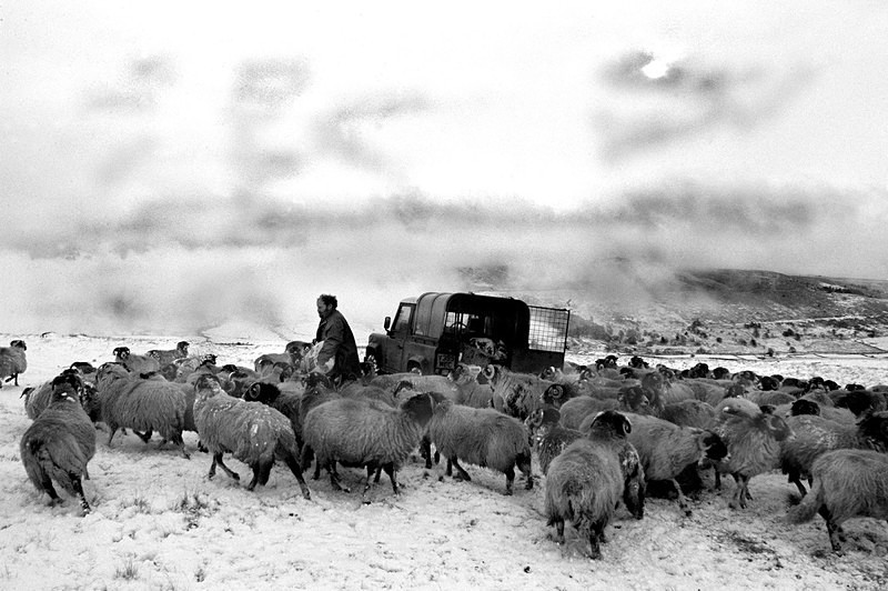  - Sheep!