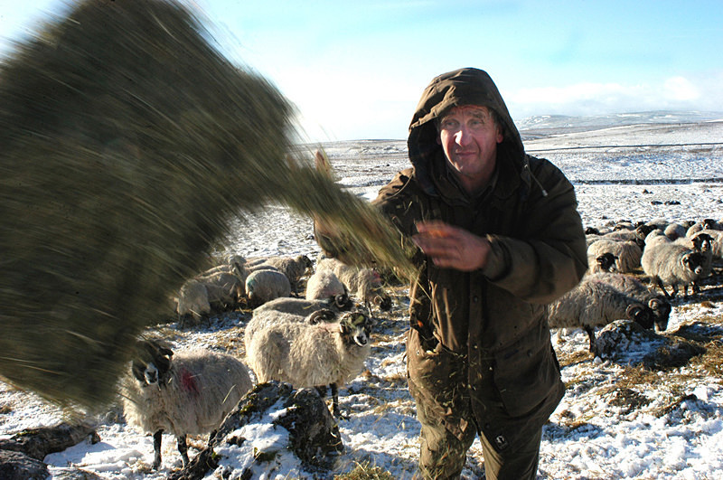  - Sheep!