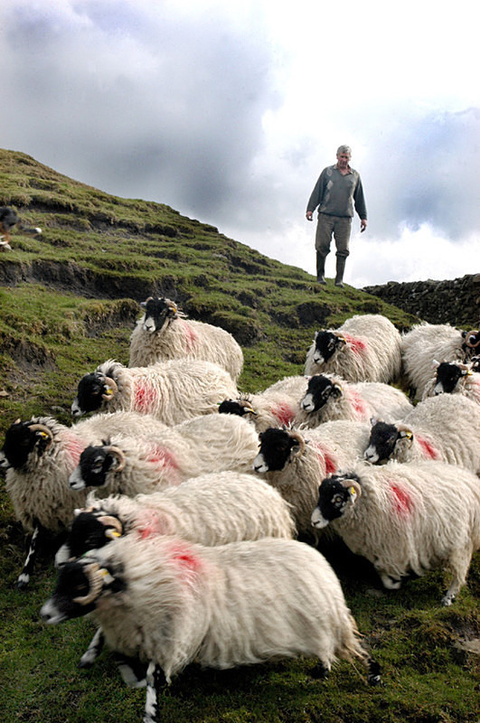  - Sheep!