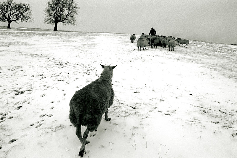  - Sheep!