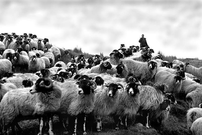  - Sheep!