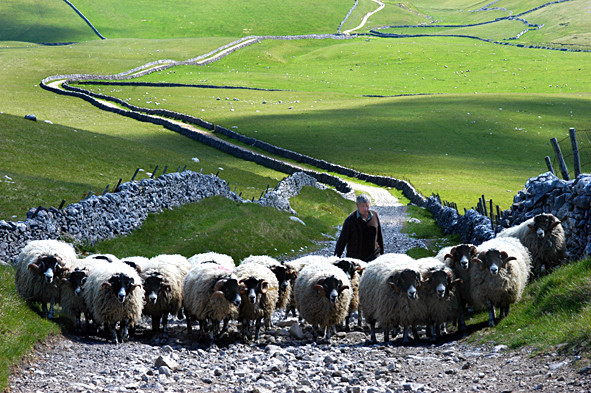  - Sheep!