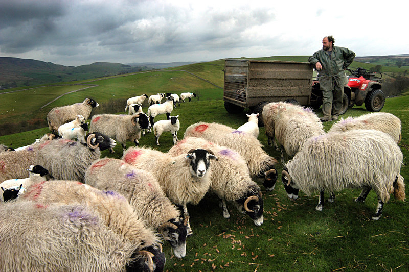  - Sheep!