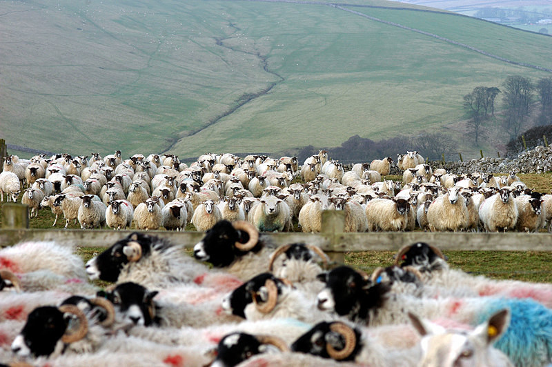  - Sheep!
