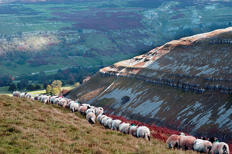  - Sheep!