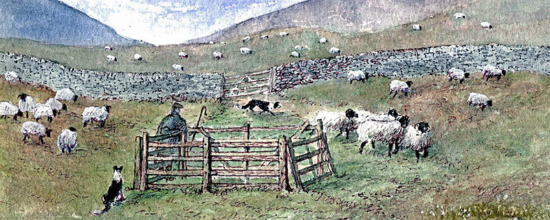 Sheep Gathering - General Landscapes: Rectangle Prints