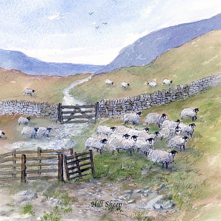 Hill Sheep - General Landscape: Square Prints